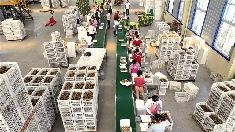 周至猕猴桃电商供应链